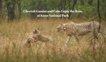 Cheetah Gamini and Cubs Enjoy the Rain at Kuno National Park