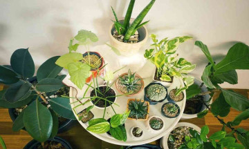 Green Therapy: How Indoor Plants Improve Your Well-Being and Home