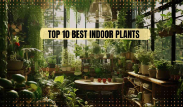 Top 10 Indoor Plants Perfect for Indian Spaces