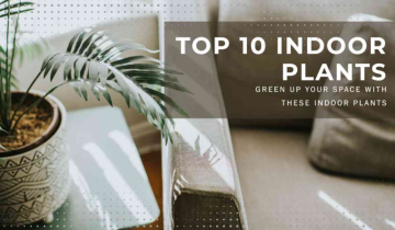 Top 10 Indoor Plants Perfect for Indian Spaces