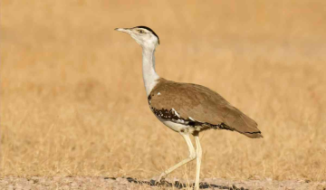 Critically Endangered Bird Species, Great Indian Bustard Chick Born via Artificial Insemination