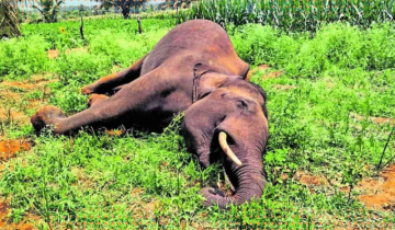 Officials Suspended Following Bandhavgarh Elephant Deaths - Poaching