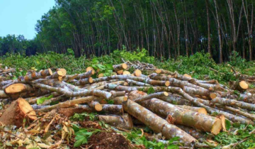 17,600 Trees Felled for Kanwar Yatra Route in UP: NGT Orders Clarification from State