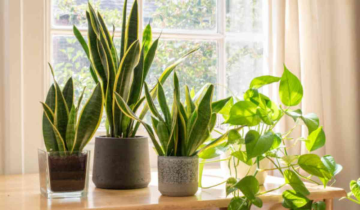 Winter Plant Care: A Guide to Keeping Your Indoor Plants Thriving