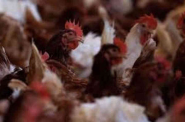 America's First Bird Flu Death Raises Global Health Concerns