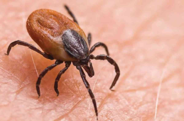 Scrub Typhus Alarm in Tamil Nadu: A Quick Guide to Stay Safe