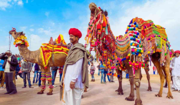 The International Camel Festival is ready to go ahead in Bikaner