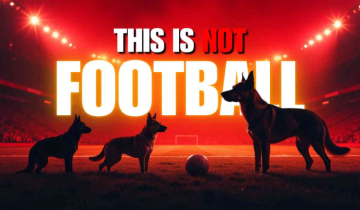 FIFA World Cup or Animal Cruelty? Global Outrage as Morocco Plans to Cull 3 Million Stray Dogs!