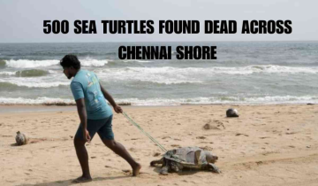 500 Dead Sea Turtles were discovered along the Chennai Coastal Areas