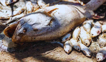 Ocean Heatwave kills over 30000 fish in Northwest Australia