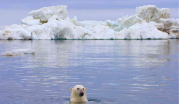 The Arctic Ocean: Navigating the Impacts of Climate Change and Wildlife Adaptation