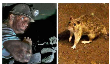 Rat-Miners: The Last Hope in India’s Rescue Efforts