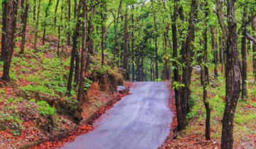 Afforestation funds misused in Uttarakhand?