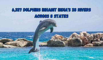 6,327 dolphins inhabit India's 28 rivers across 8 states, finds first-ever count