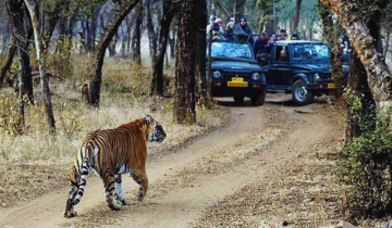 VyTalks with Dr. Dharmendra Khandal – The Truth About Ranthambore’s Missing Tigers
