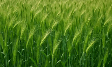 Top 10 Health Benefits of Barley Grass and Why You Should Include It in Your Diet