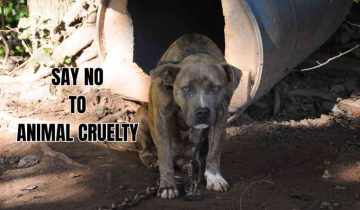 Are Indian law failing to stop animal cruelty?