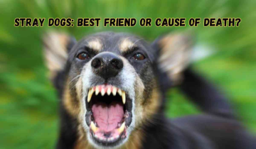 Man’s Best Friend turning into their death: Why India’s Stray Problem Is Spiralling Out of Control