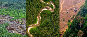 The New Brazil Development Law: A Dire Threat to the Amazon Rainforest and Our Planet