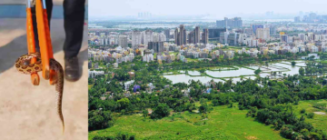 Snakes Spotted on Roads, Drains, and Housing Complexes Cause Alarm Among New Town Residents