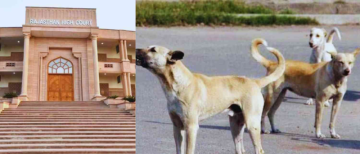 Rajasthan HC Orders Special Drive to Clear Stray Dogs, Cattle from City Roads
