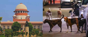 Supreme Court to Deliver Verdict on Petition Against Removal of Stray Dogs in Delhi-NCR