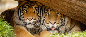 India Becomes Tiger Capital of the World