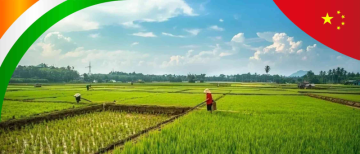 India becomes world's largest rice producer, surpasses China!