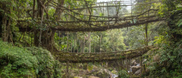 Meghalaya’s Living Root Bridges Nominated for UNESCO World Heritage Status