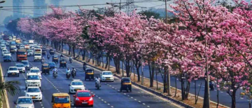 700 Trees Face Axe on Mumbai Highway