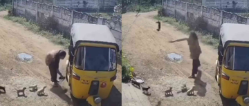 Woman Hurls Puppies to Death in Madurai