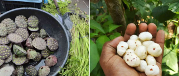 How Makhana is Made: Mud, Snakes & Pure Hard Work
