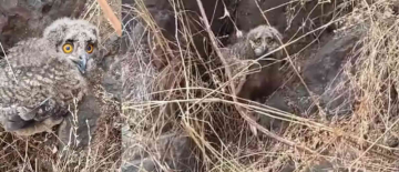 Satpura Hills: Rare Owl Chicks Spotted in Cave – Video Goes Viral!