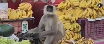 Monkey Takes Over Fruit Shop & Creates Panic in Segaon Market, Khargone