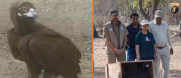 Injured Indian Vulture Flies to Pakistan – Beautiful Cross-Border Rescue