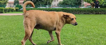 “Can’t Ignore Dog Bites”: Supreme Court Allows Euthanasia of Rabid, Aggressive Stray Dogs
