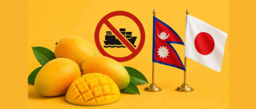 Nepal Joins Japan in Restricting Indian Mango Imports Over Safety Concerns