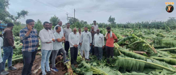 Burhanpur Banana Farmers Face Massive Crop Loss