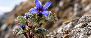 Lost for 158 Years: Rare Himalayan Flower Makes Stunning Comeback in India