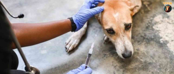 Coimbatore Corporation and Local NGOs Vaccinate Over 400 Stray Dogs in One-Day Anti-Rabies Drive