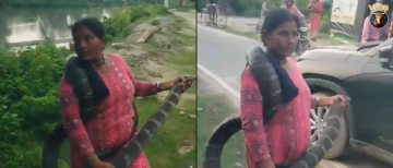 Brave Bihar Woman Rescues 10-Foot Cobra Amid Surge in Flood-Induced Wildlife Encounters
