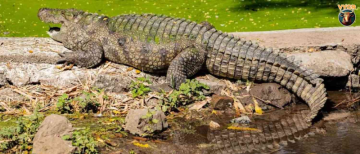 Gangaram the Crocodile: Chhattisgarh Village's 130-Year-Old Reptile to Feature in NCERT Textbooks