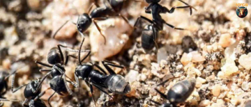 Ants Shut Down Operation Theater! Insect Swarm Halts Surgeries at Durg District Hospital