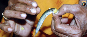 Why Do Brahmins Eat Fish in Hyderabad? The Mystery of 179-Year-Old 'Fish Prasadam'