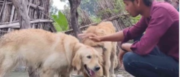 Two Golden Retrievers Reportedly Swim Through Nepal Floodwaters, Reach Uttar Pradesh Border Village