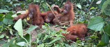 5 Baby Orangutans Found in Odisha's Balasore Forest, Raising Fears of Illegal Wildlife Trade