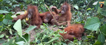 5 Endangered Orangutans Rescued in Odisha's Balasore Forest