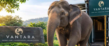 Madhuri Elephant Returns to Kolhapur After 13 Months at Vantara