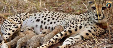 Historic Birth at Kuno National Park: India-Born Cheetah KGP12 Welcomes Four Cubs