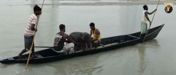 4-Day-Old Elephant Calf Rescued from Teesta River in Bengal, Reunited with Mother